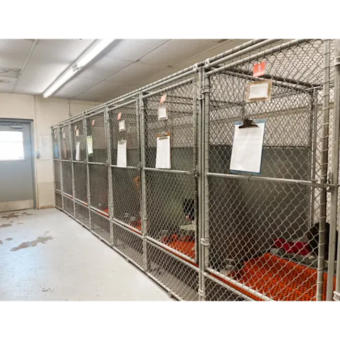 Hospitalized Dog Ward at Eastern Shore Animal Hospital Hospitalized Dog Ward at Eastern Shore Animal Hospital