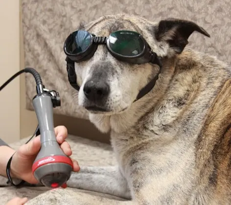 Dog receiving Laser Therapy Dog receiving Laser Therapy