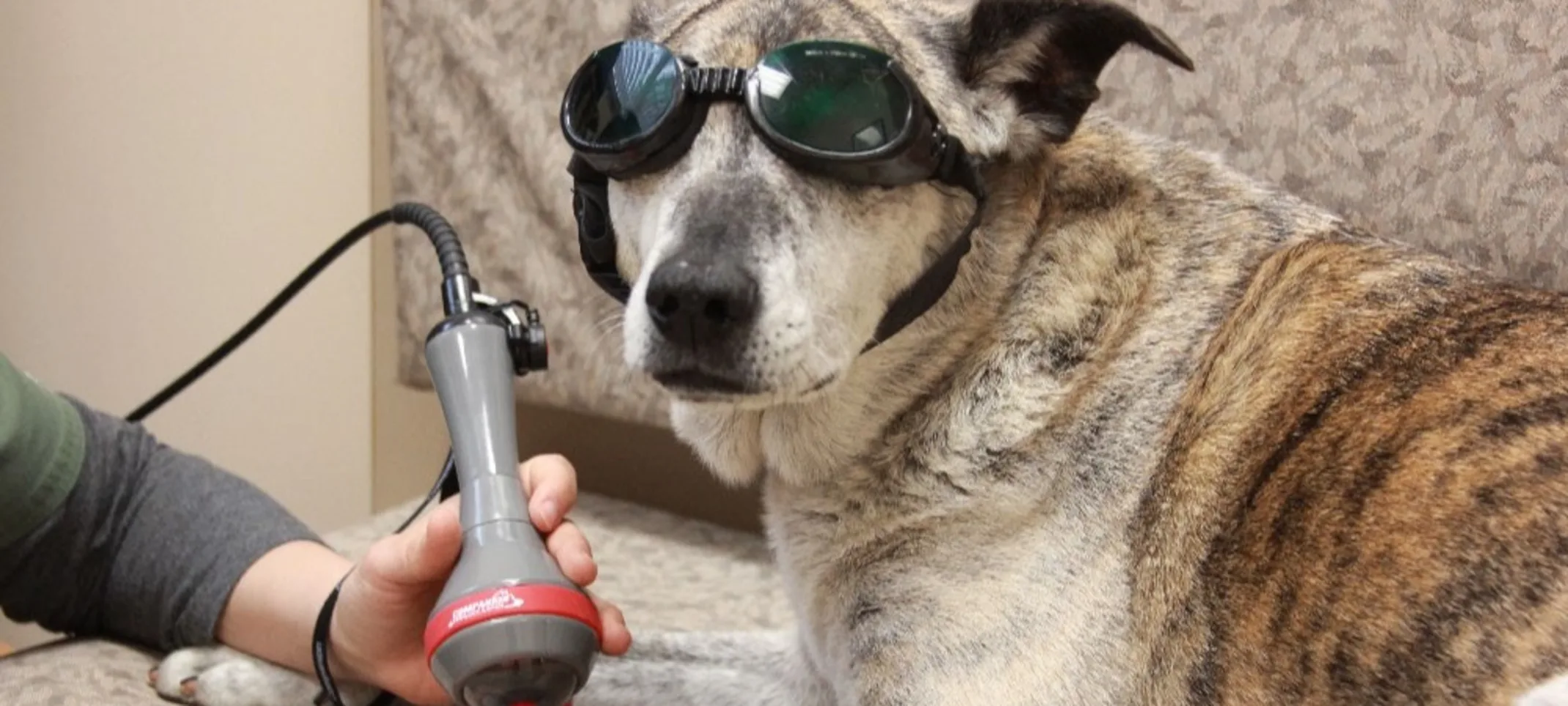 Dog receiving Laser Therapy Dog receiving Laser Therapy