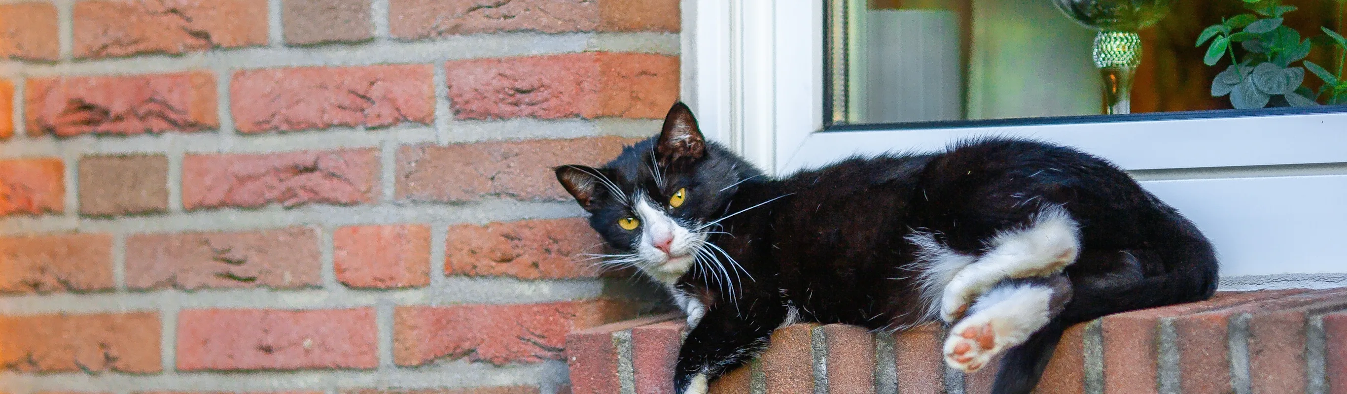 Black cat on a brick window Black cat on a brick window