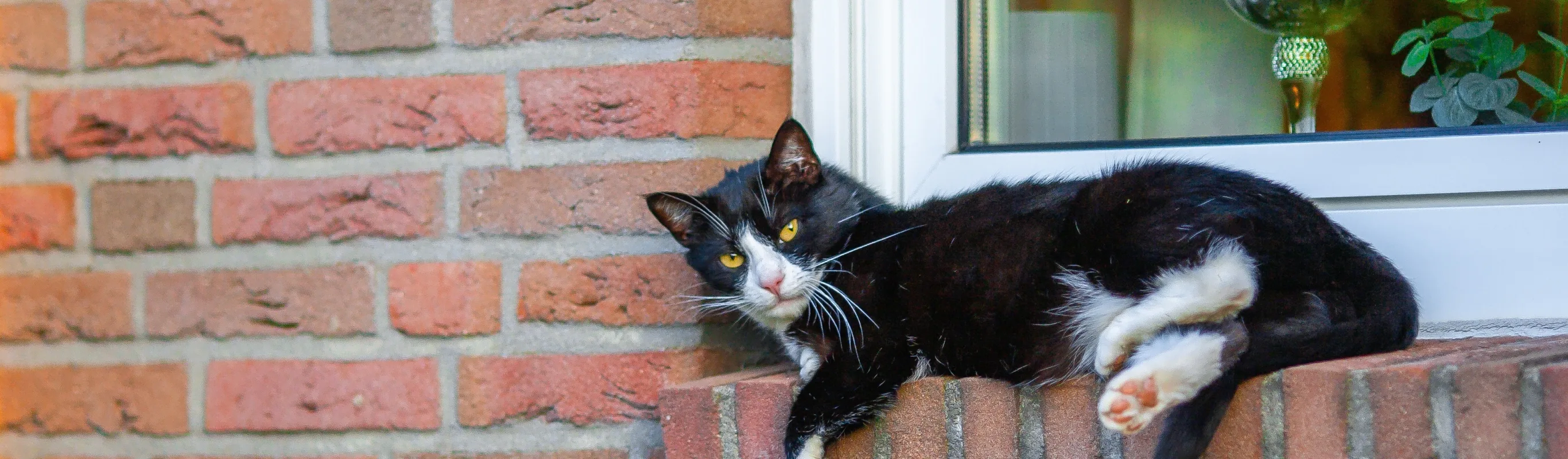 Black cat on a brick window