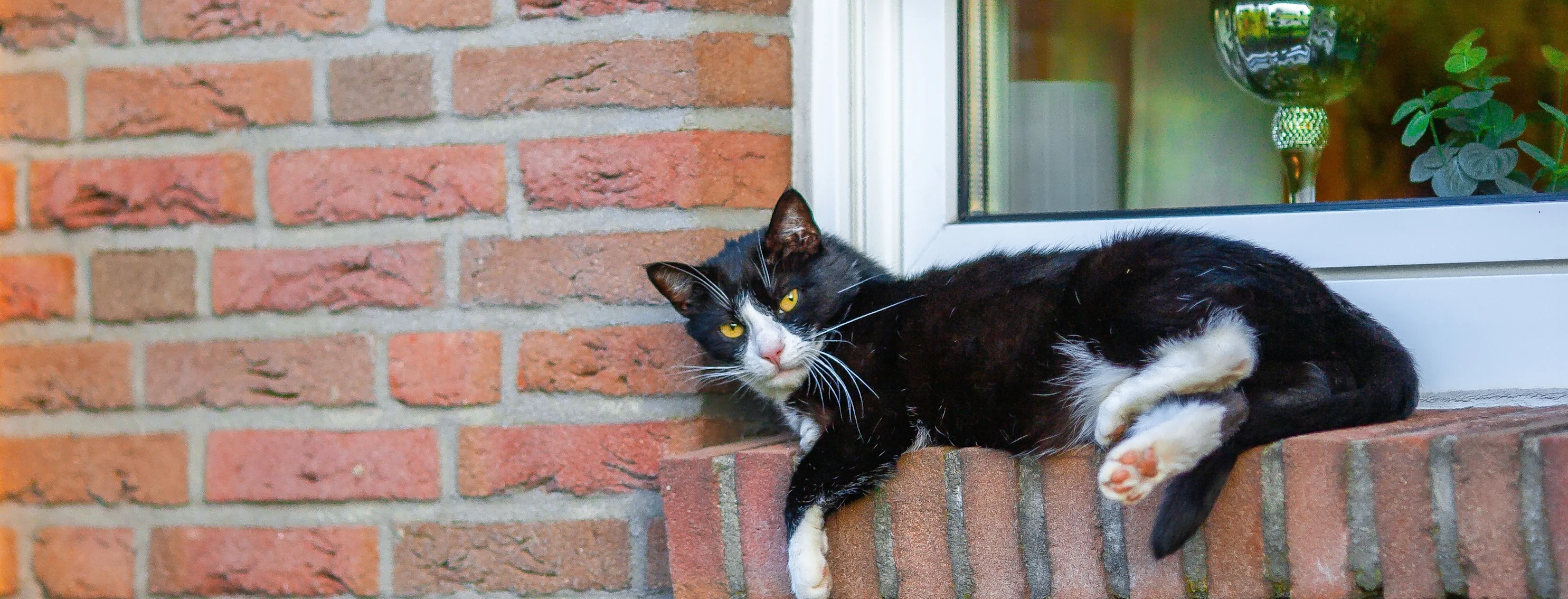 Black cat on a brick window Black cat on a brick window