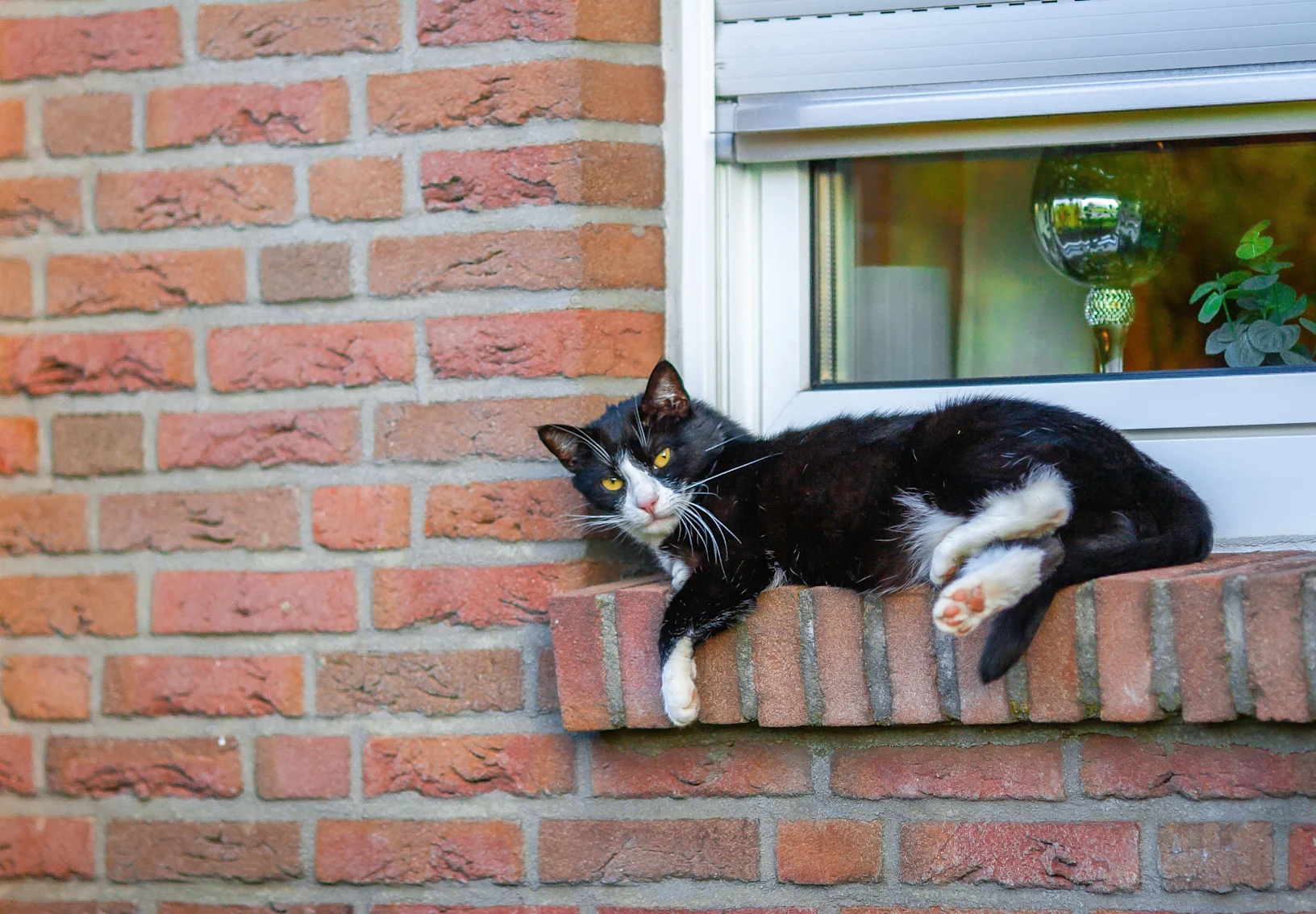 Black cat on a brick window Black cat on a brick window