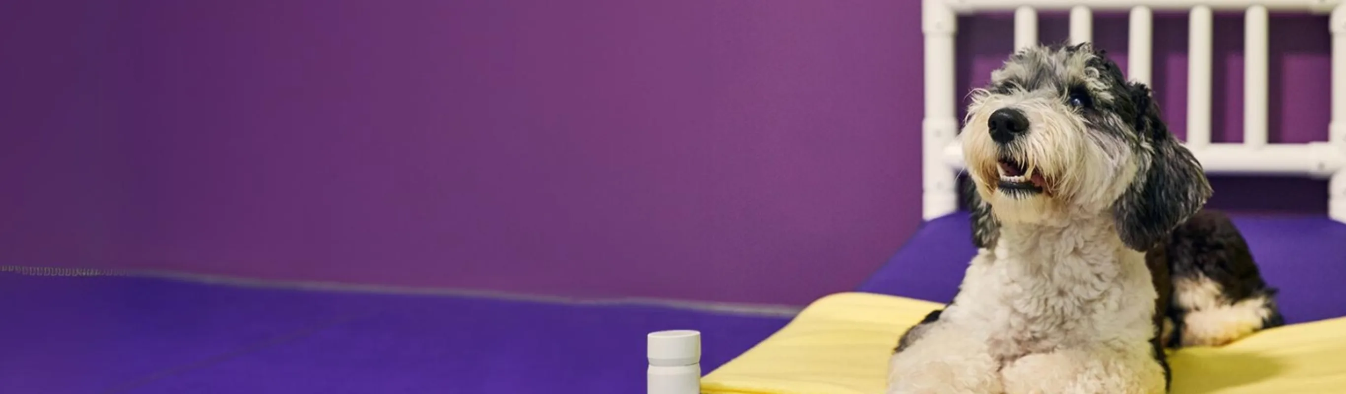 Shaggy dog on purple and yellow bed at PetSuites boarding Shaggy dog on purple and yellow bed at PetSuites boarding
