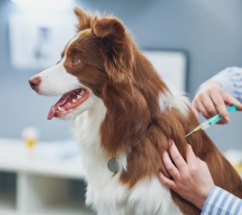 Dog Getting a Shot