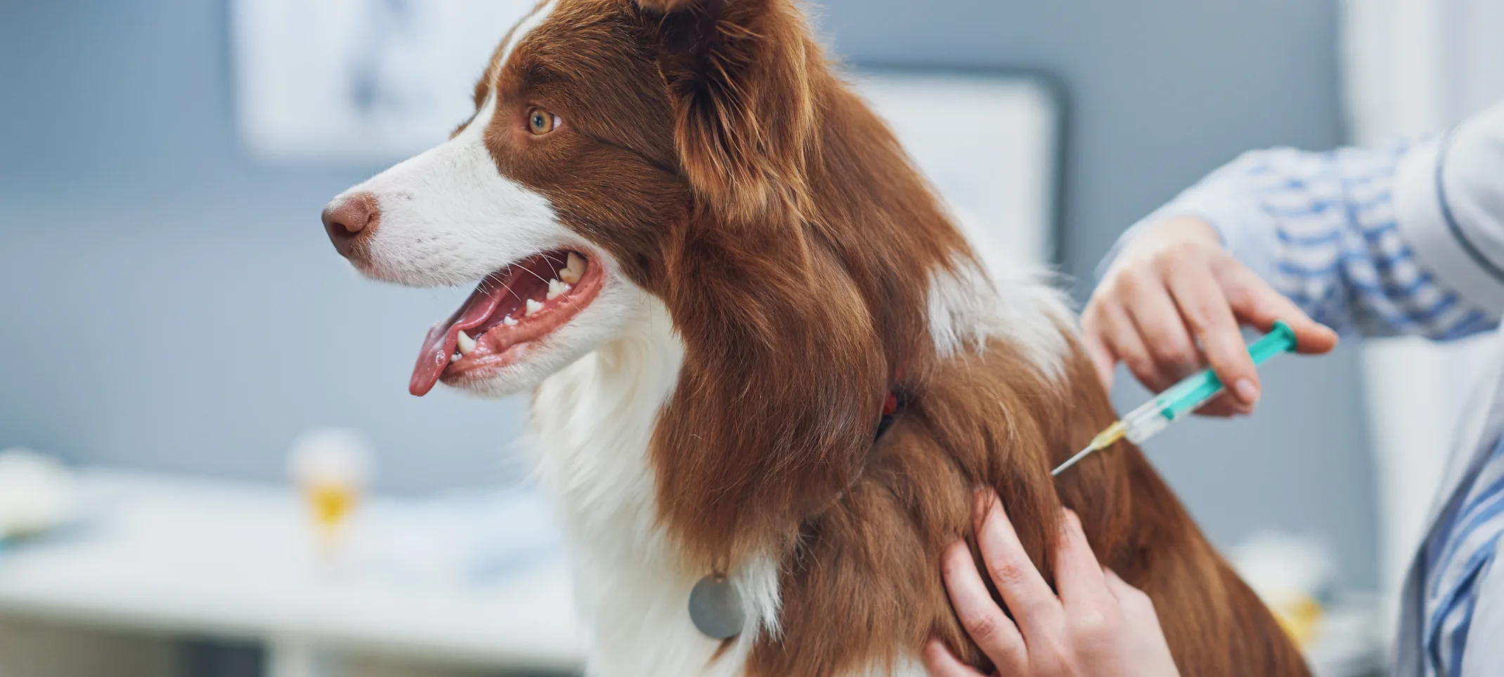 Dog Getting a Shot