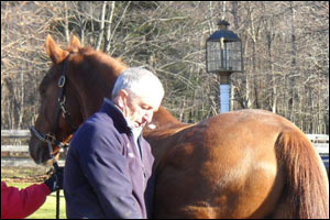 sorrel horse with vet
