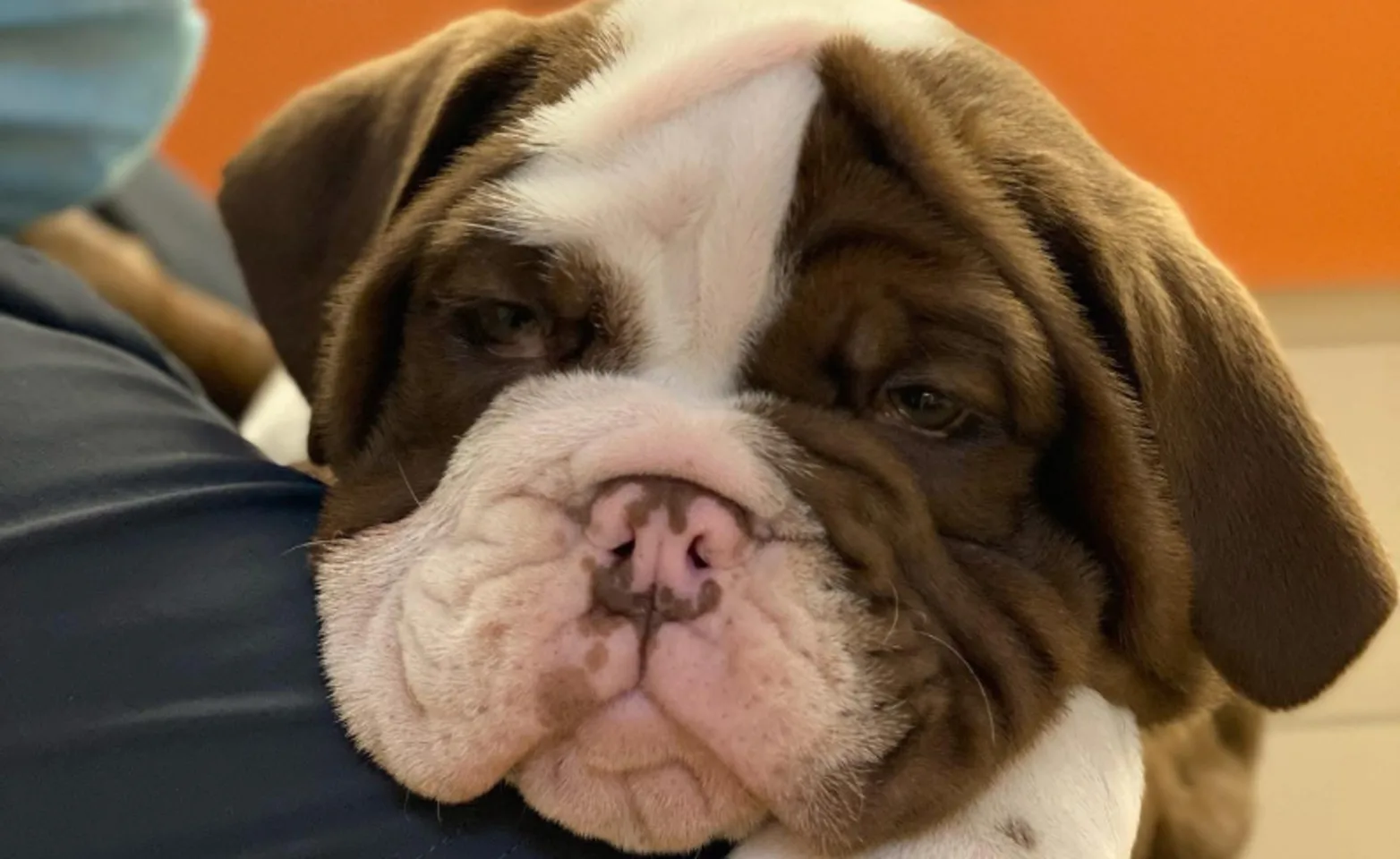 Staff member holding a brown and white bulldog puppy Staff member holding a brown and white bulldog puppy