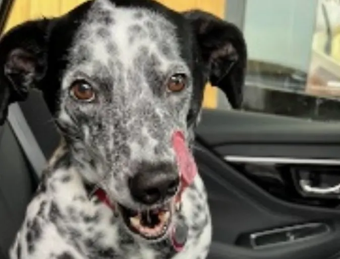 Spotted dog with tongue sticking out Spotted dog with tongue sticking out