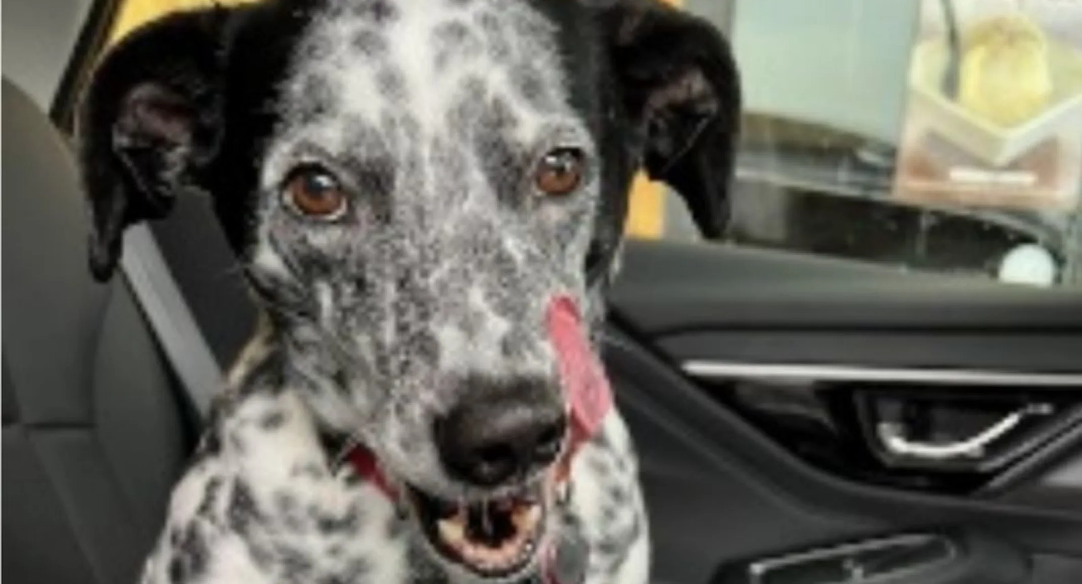 Spotted dog with tongue sticking out Spotted dog with tongue sticking out