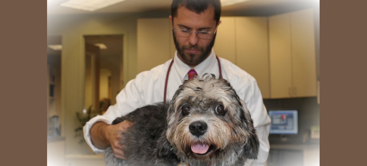 Oncology SAGE Veterinary Centers   SAGEOncology 