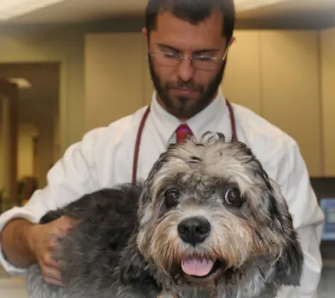 Veterinarian examining a gray dog