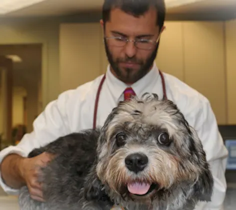 Veterinarian examining a gray dog Veterinarian examining a gray dog