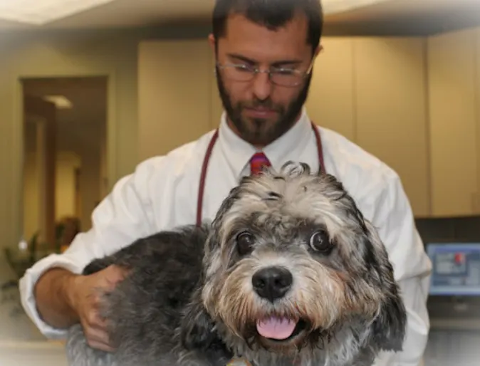 Veterinarian examining a gray dog Veterinarian examining a gray dog