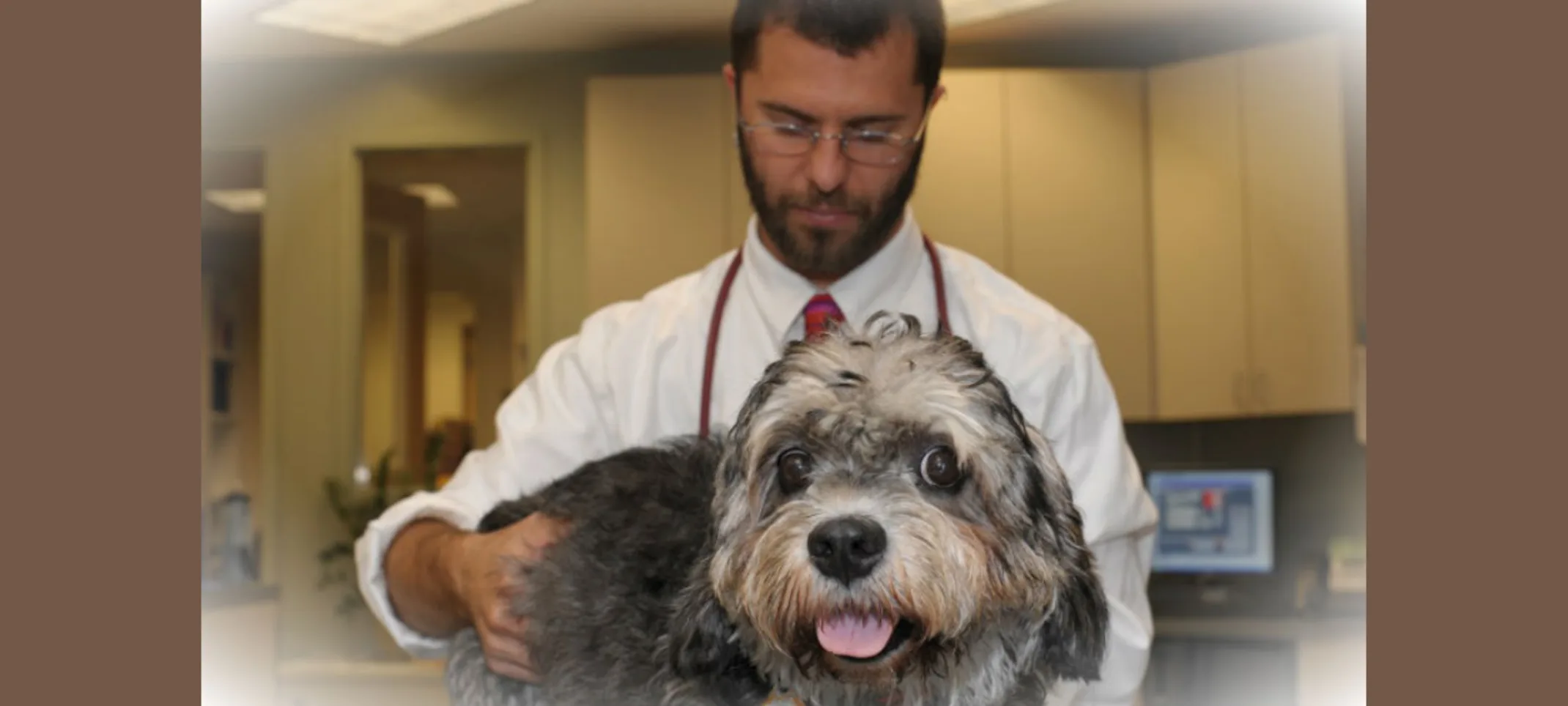 Veterinarian examining a gray dog