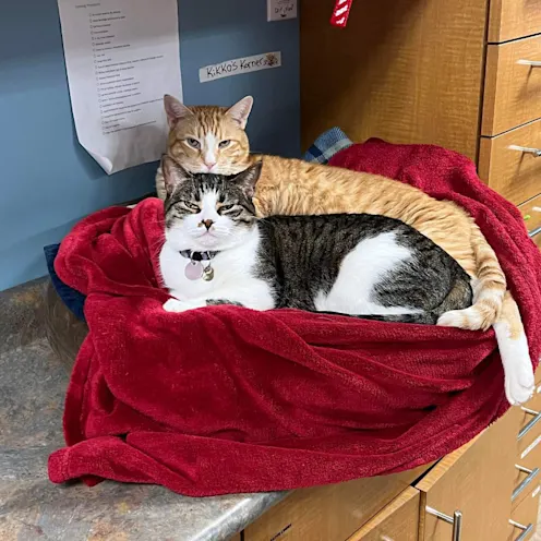 Cats in basket inside St. Catharines Animal Hospital Cats in basket inside St. Catharines Animal Hospital