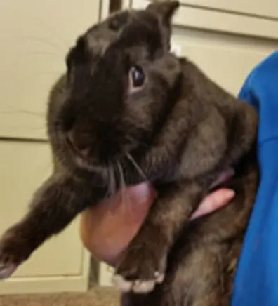 Darla in University Animal Clinic Darla in University Animal Clinic