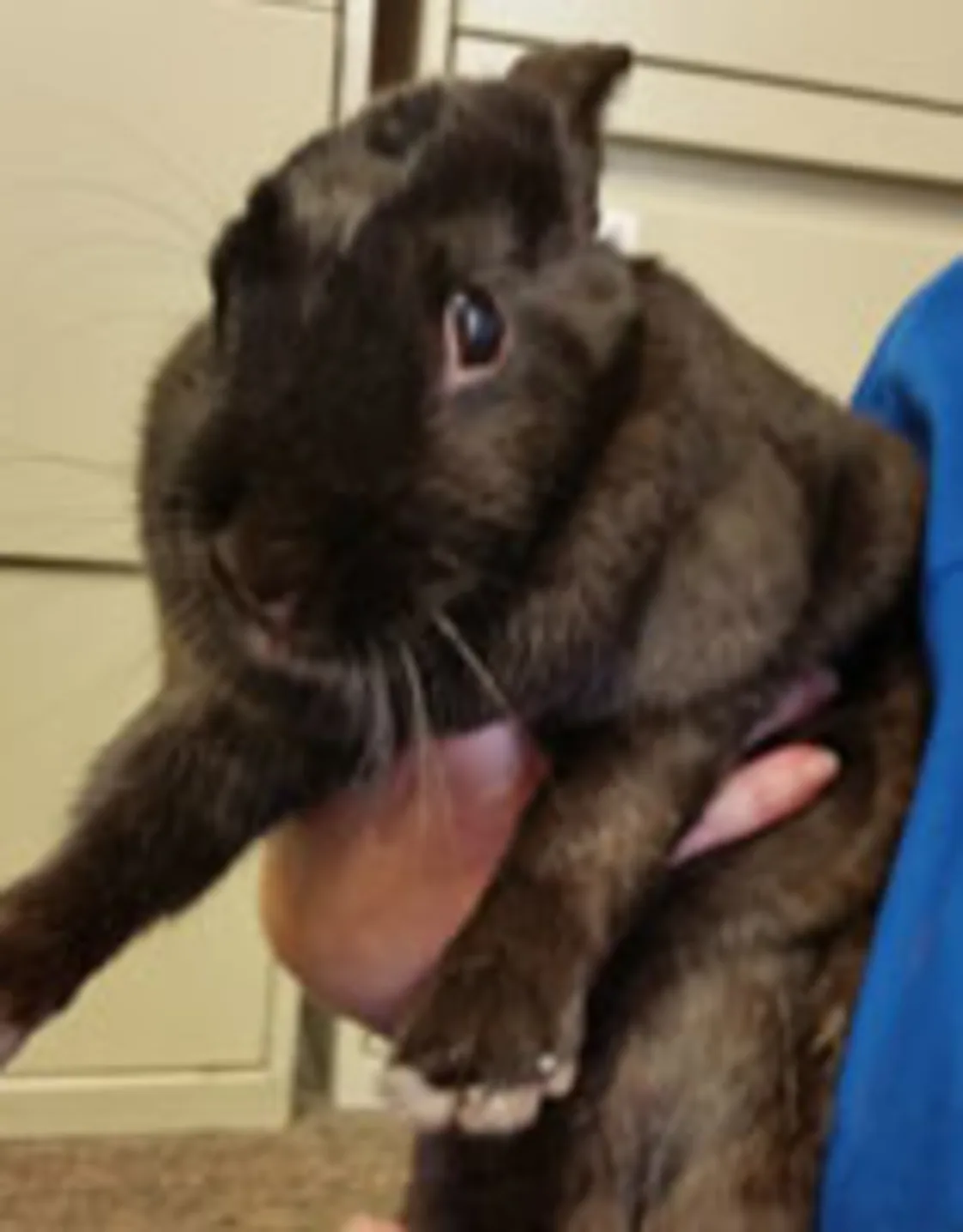 Darla in University Animal Clinic Darla in University Animal Clinic