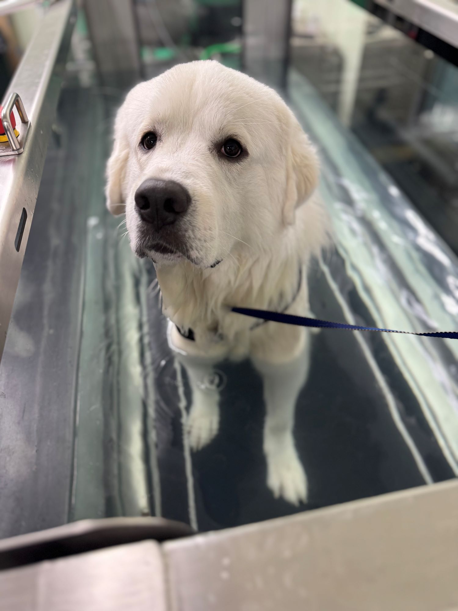  Dog on Water Treadmill