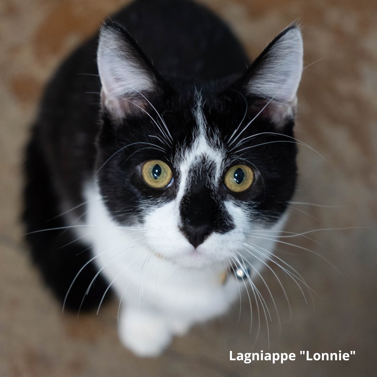 Black and white cat.