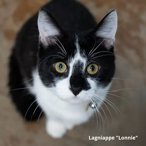 Black and white cat. Black and white cat.