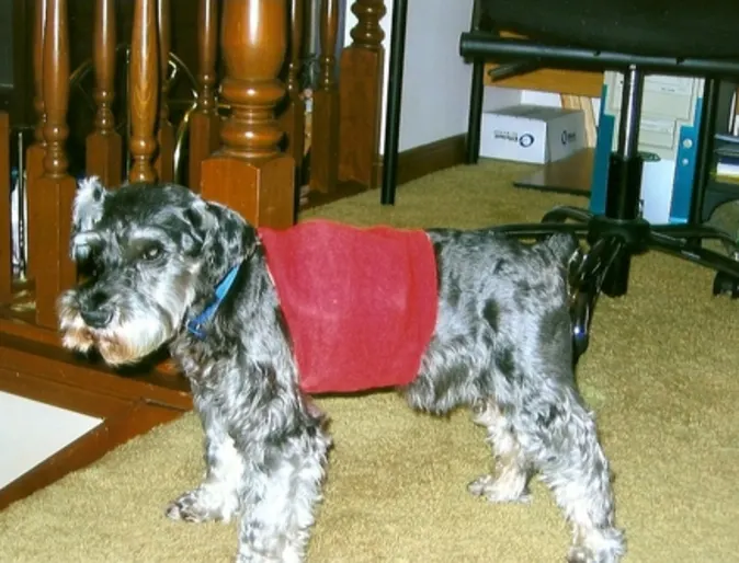 Pico wearing a Holter monitor Pico wearing a Holter monitor