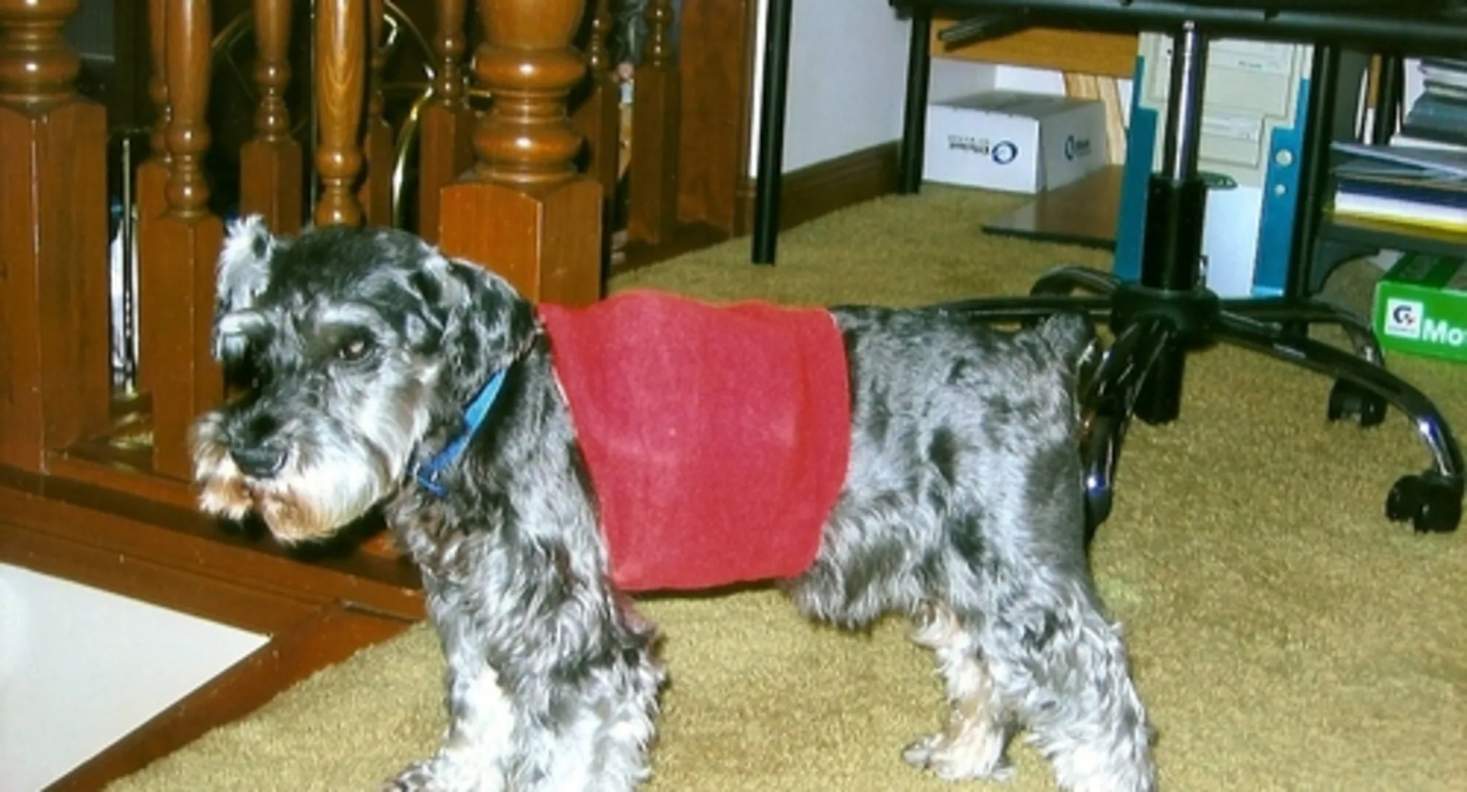 Pico wearing a Holter monitor Pico wearing a Holter monitor