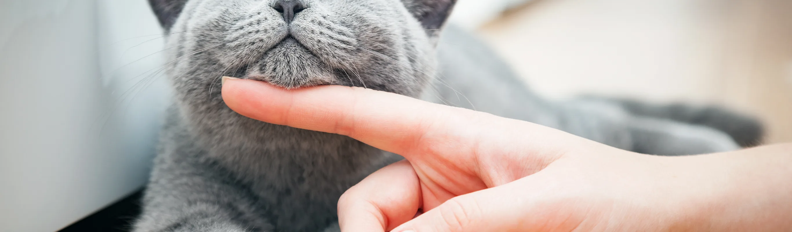 Person petting grey cat with finger Person petting grey cat with finger
