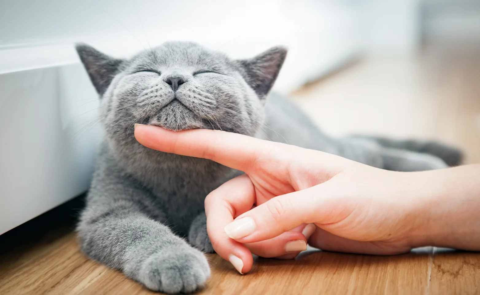 Person petting grey cat with finger Person petting grey cat with finger