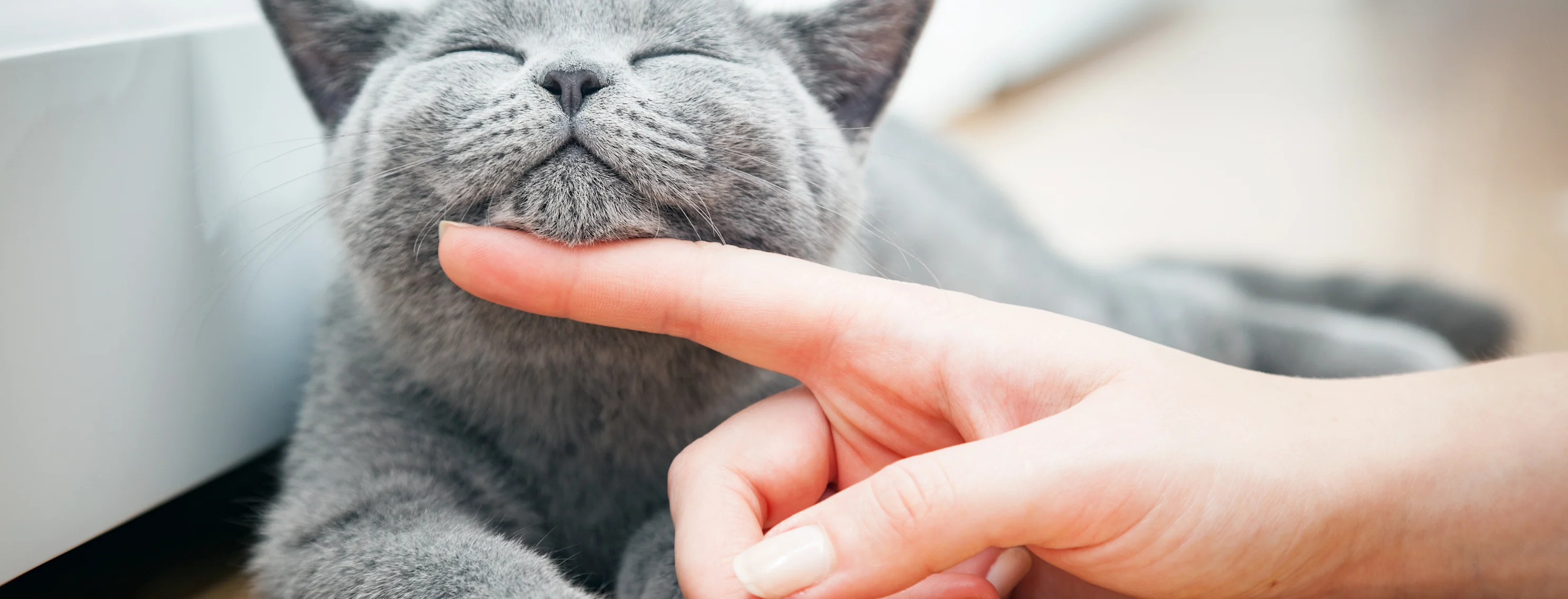 Person petting grey cat with finger Person petting grey cat with finger