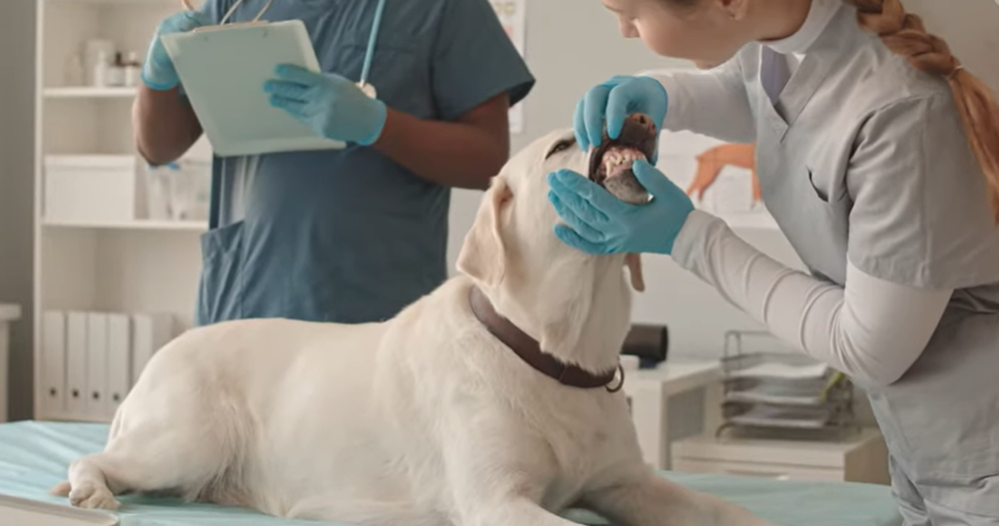 Dog getting its teeth examined 