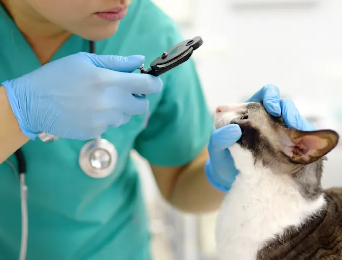 Doctor examining a patient's eyes Doctor examining a patient's eyes