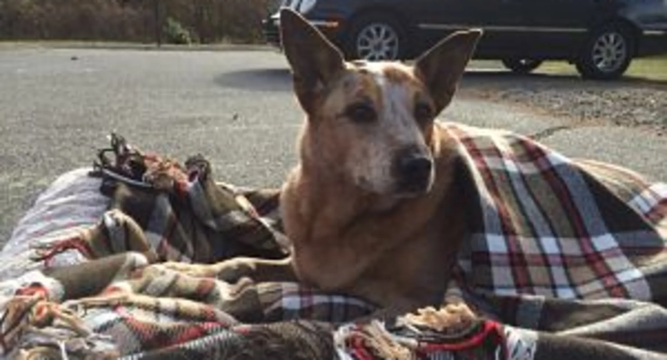 Copper the dog Copper the dog