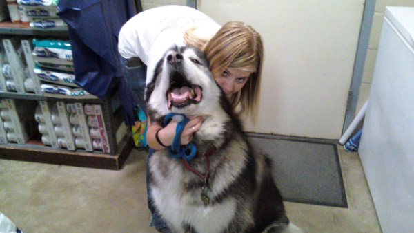   Vet with Huskey