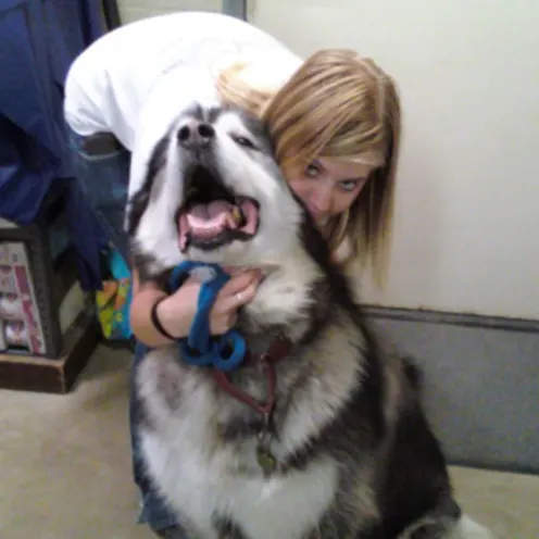 Vet with Huskey Vet with Huskey