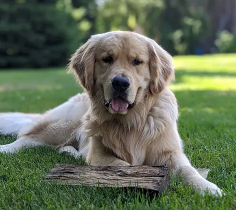 Golden Retriever sitting in grass Golden Retriever sitting in grass