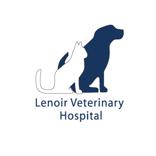 5 Fun Facts Cat Lovers Should Know - Vet In Lenoir