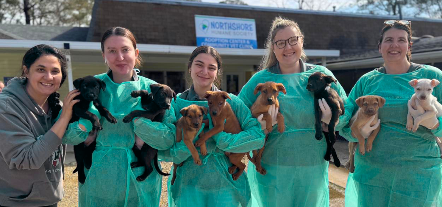 Neglected and fighting to survive: How Metairie Small Animal Hospital saved eight puppies’ lives