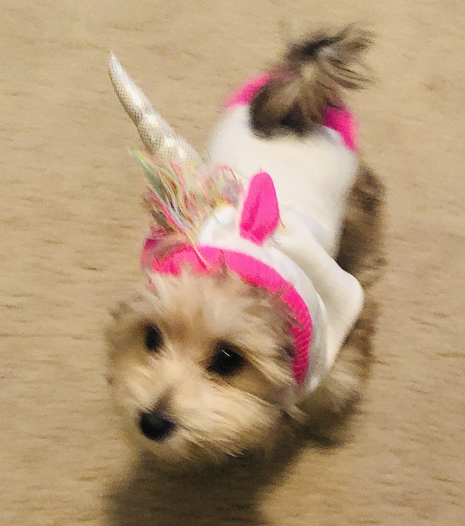 Jojo the dog with a unicorn costume 
