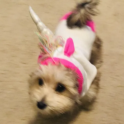 Jojo the dog with a unicorn costume 