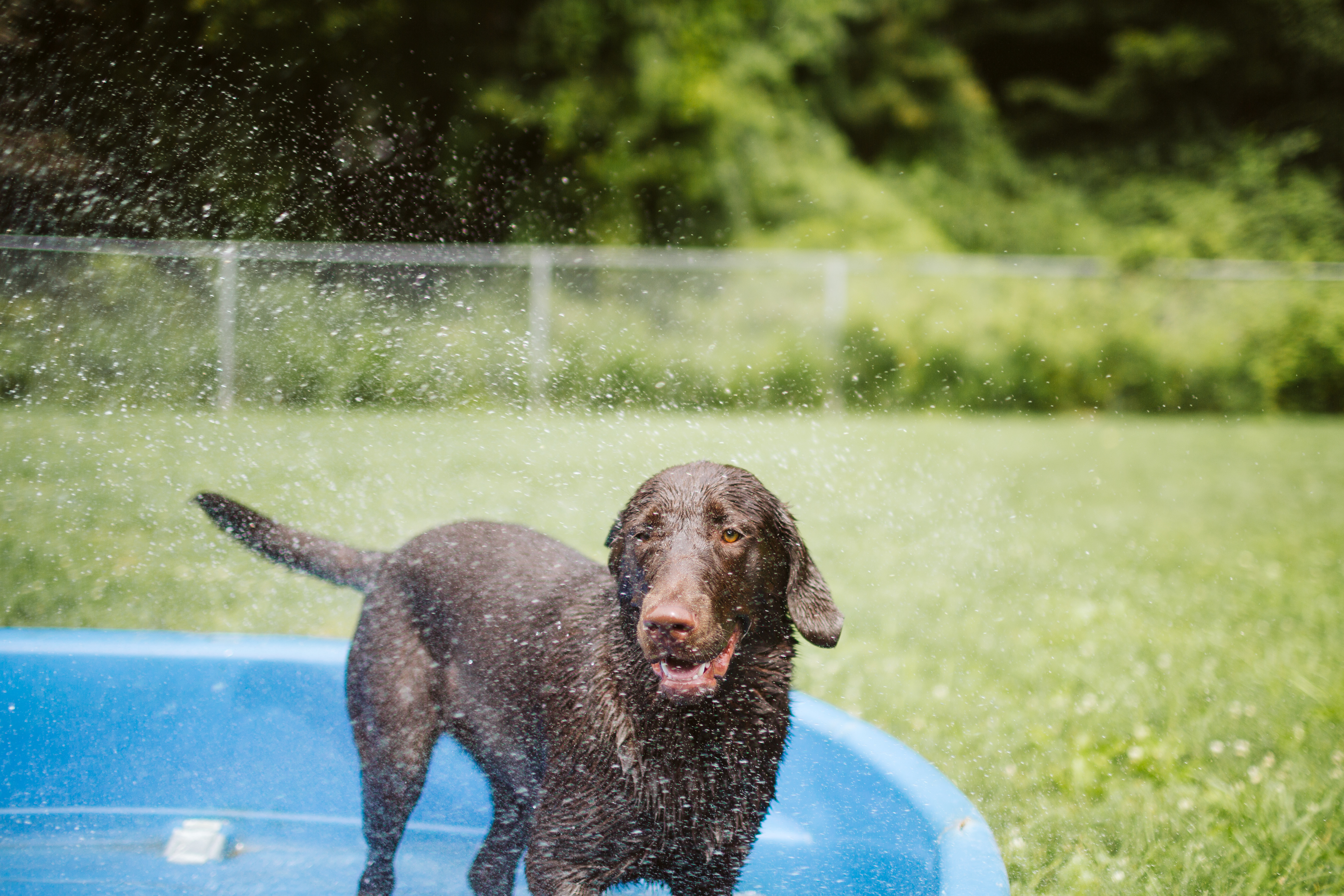 The Pet Spa & Resort black dog playing in the small plastic pool outside their lawn. Shaking off water. 