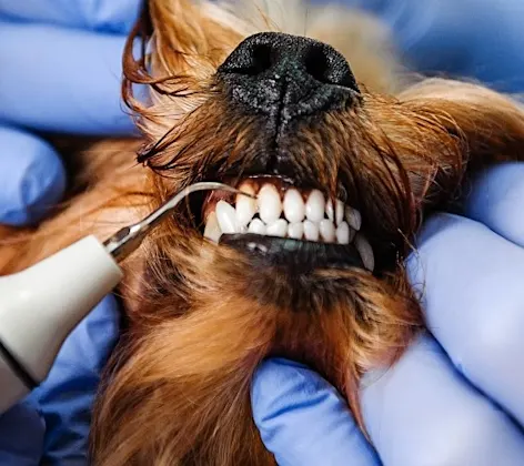Close up of a brown dog getting a dental cleaning. Close up of a brown dog getting a dental cleaning.