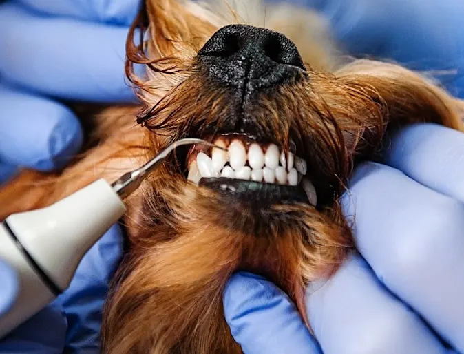 Close up of a brown dog getting a dental cleaning. Close up of a brown dog getting a dental cleaning.
