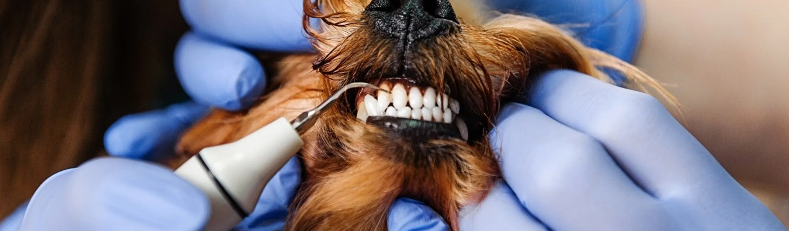 Close up of a brown dog getting a dental cleaning.