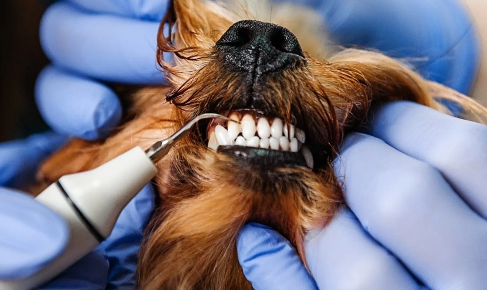 Close up of a brown dog getting a dental cleaning.