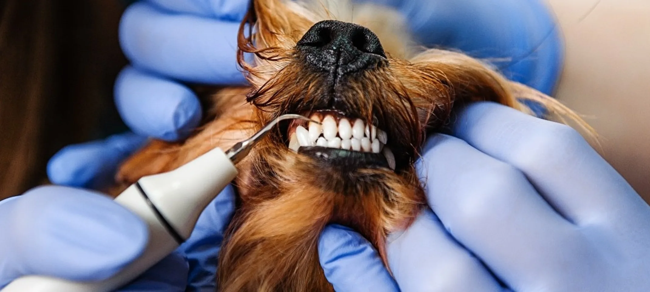 Close up of a brown dog getting a dental cleaning.