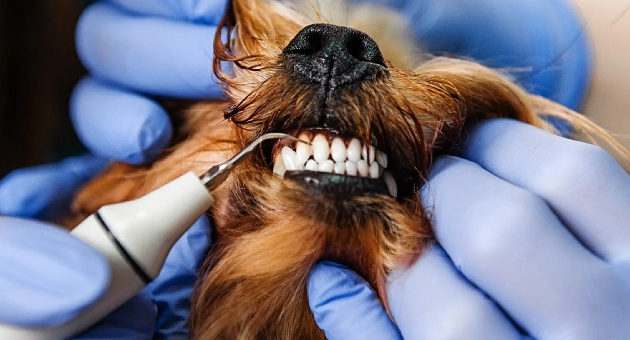 Close up of a brown dog getting a dental cleaning. Close up of a brown dog getting a dental cleaning.