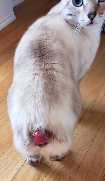 Cat viewed from above and behind, showing its tail and a red swollen mass near the base, with its face turned toward the camera