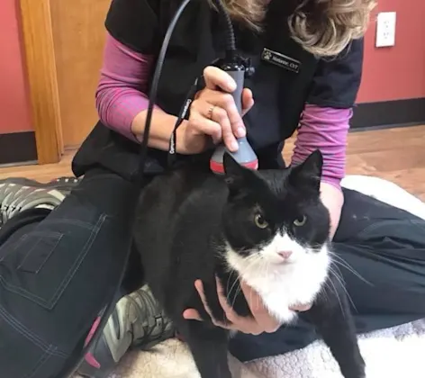 Marianne performing laser therapy on a cat. Marianne performing laser therapy on a cat.
