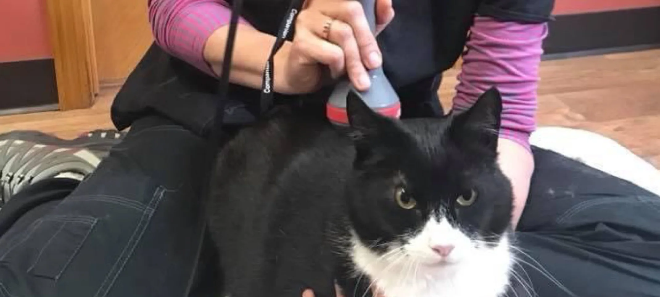 Marianne performing laser therapy on a cat.